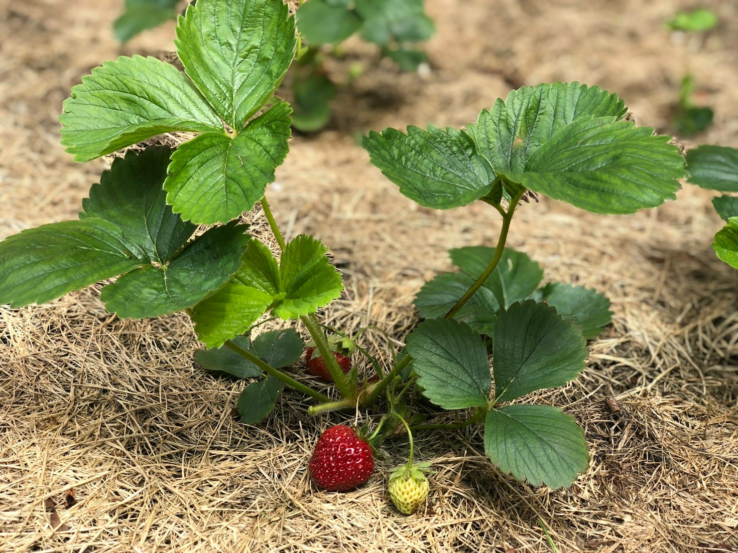 El papel de los fertilizantes orgánicos en el futuro agrícola